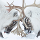 Image for article titled Here Are the 2021 Wildlife Photographer of the Year Winners